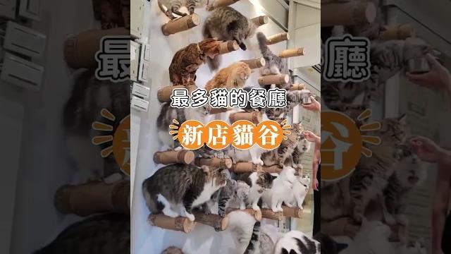 新店貓谷撸貓去! |貓控天堂!新店藏了一間超萌餐廳 #貓 #shorts 新店貓谷撸貓去! |貓控天堂!新店藏了一間超萌餐廳 #貓 #shorts