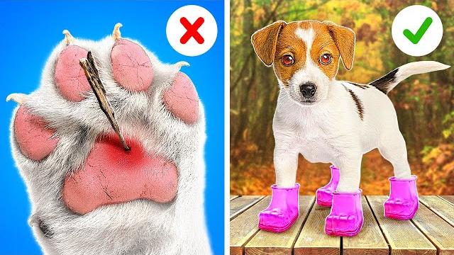 Smart gadgets and valuable hacks for pet owners Smart gadgets and valuable hacks for pet owners