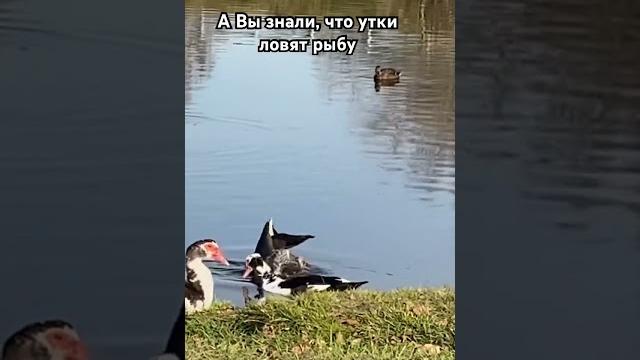 Утка поймала рыбу Утка поймала рыбу