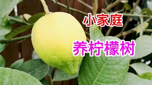 想天天采收柠檬?小家庭这样养柠檬树更科学 想天天采收柠檬?小家庭这样养柠檬树更科学