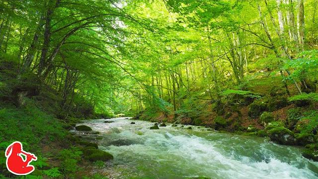 Flute & nature sounds - native american flute music for deep sleep, focus, stress relief Flute & nature sounds - native american flute music for deep sleep, focus, stress relief
