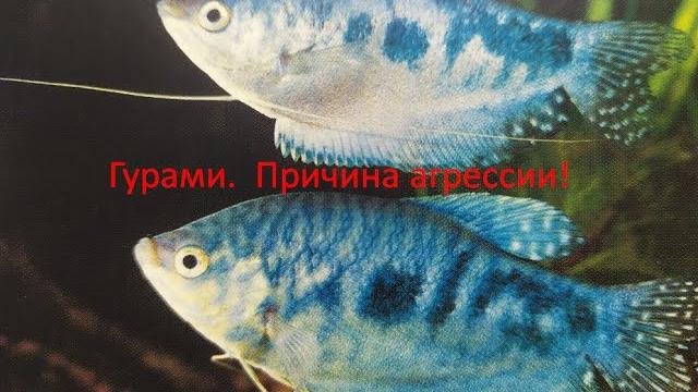 Гурами! ликбез для начинающих. Гурами! ликбез для начинающих.