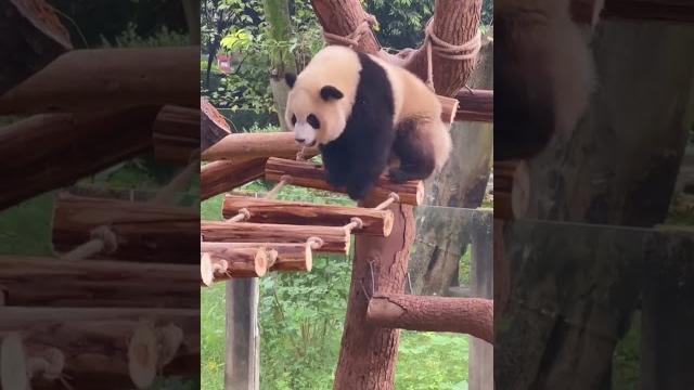 Funny panda videos #shorts #funny #animals #pets #panda Funny panda videos #shorts #funny #animals #pets #panda