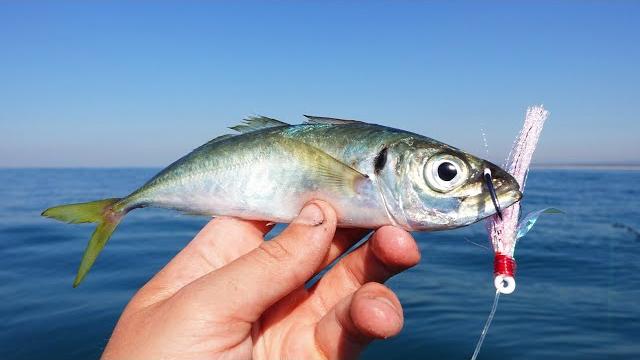 2 hours offshore fishing for giants!! 2 hours offshore fishing for giants!!