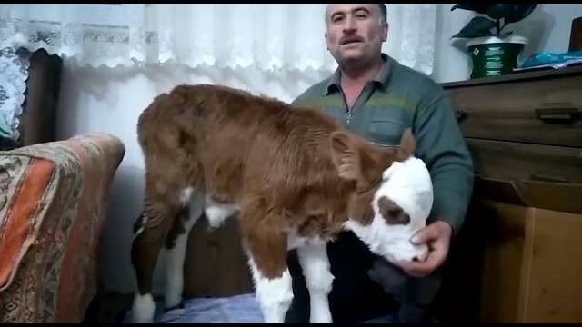 Felçli buzağı tedavi mümkün mü? Felçli buzağı tedavi mümkün mü?