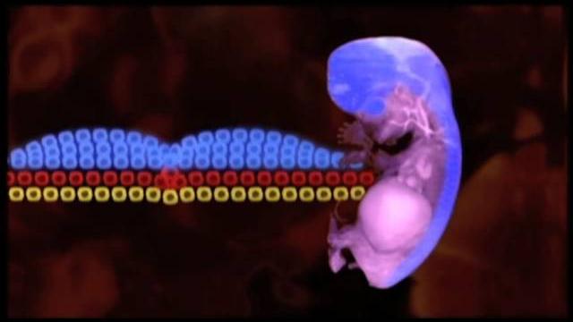 Neurogenesis en el cerebro humano adulto Neurogenesis en el cerebro humano adulto