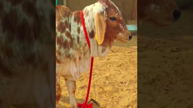 Solanki dairy farm suratgarh rajasthan Solanki dairy farm suratgarh rajasthan