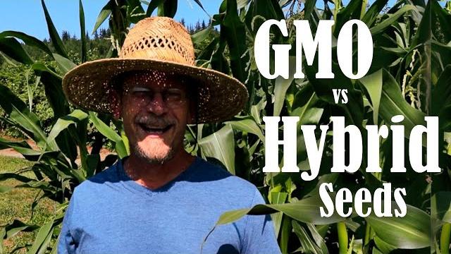Gmo vs hybrid | let's talk about seeds Gmo vs hybrid | let's talk about seeds