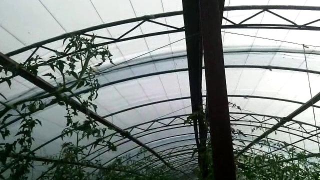 Теплица балаган для помидоров сорт:пинпарадайс. Теплица балаган для помидоров сорт:пинпарадайс.