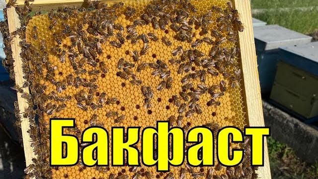 Матки бакфаст от скупновых!!! часть 2!!! Матки бакфаст от скупновых!!! часть 2!!!