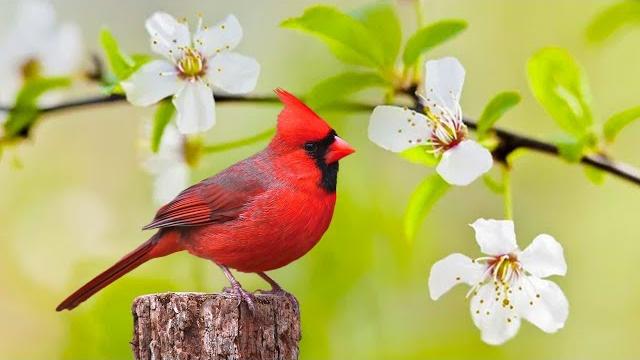 Instant relief from stress and anxiety, birds singing in the forest, deep healing music for the body Instant relief from stress and anxiety, birds singing in the forest, deep healing music for the body