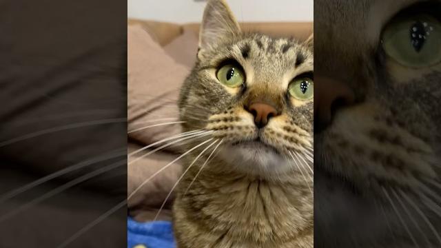 Мы приняли решение ️ #youtube #cat #веселыекоты #shortvideo #catlover #прикольныекоты #кот Мы приняли решение ️ #youtube #cat #веселыекоты #shortvideo #catlover #прикольныекоты #кот
