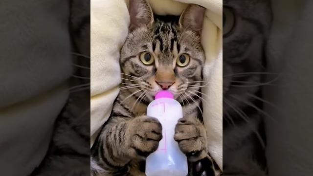 Kucing pingin susu #fypシ Kucing pingin susu #fypシ