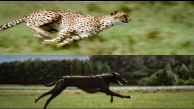 Cheetah vs greyhound speed test | bbc earth Cheetah vs greyhound speed test | bbc earth