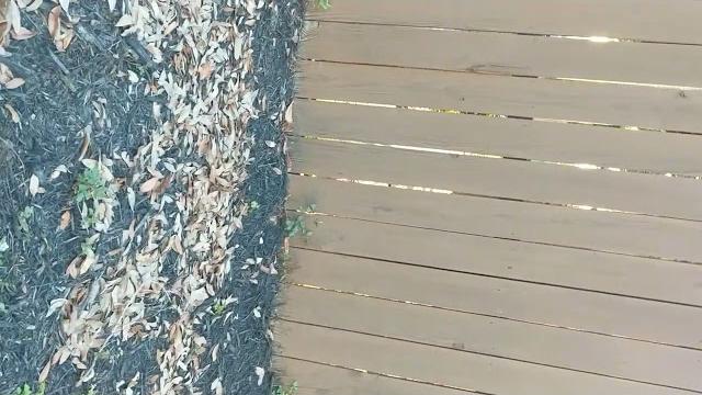 Stupid neighbor with stupid birds Stupid neighbor with stupid birds