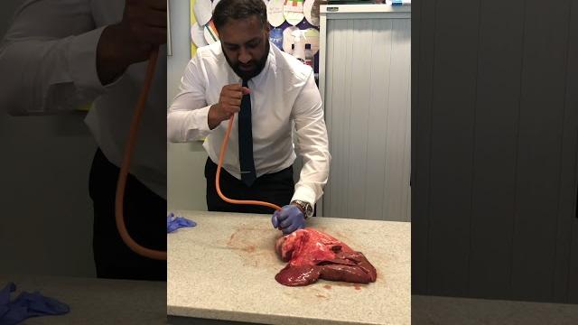 Lung inflation in science lesson #science #teacher #biology Lung inflation in science lesson #science #teacher #biology