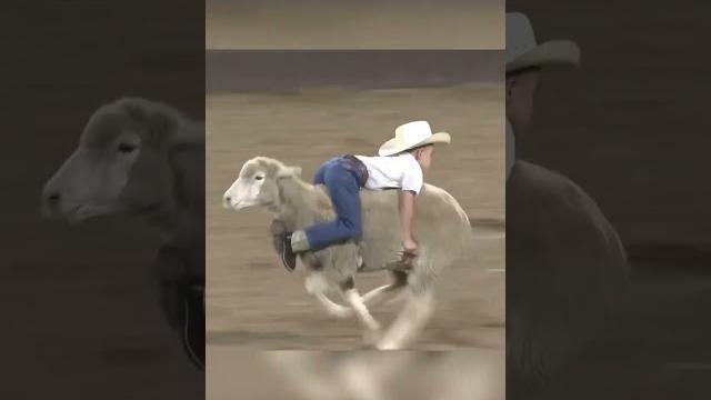Kids riding sheep at a bull riding event! Kids riding sheep at a bull riding event!