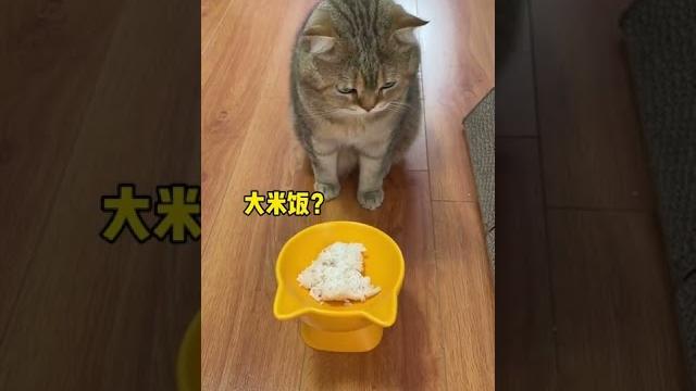 【薯條麻麻薯】爸爸養貓的頂級理解! 【薯條麻麻薯】爸爸養貓的頂級理解!