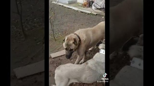 Anadolu çoban köpeği çiftleşme #kangal Anadolu çoban köpeği çiftleşme #kangal