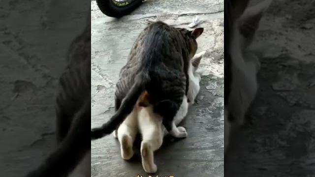Cat meet up|| cat sex Cat meet up|| cat sex
