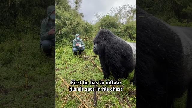 Close encounter with a gorilla #animalsightings #wildlife #gorillas Close encounter with a gorilla #animalsightings #wildlife #gorillas