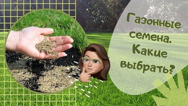 Газонные семена. какие выбрать? Газонные семена. какие выбрать?