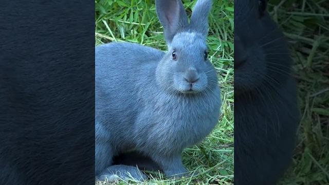 Rabbit sounds Rabbit sounds