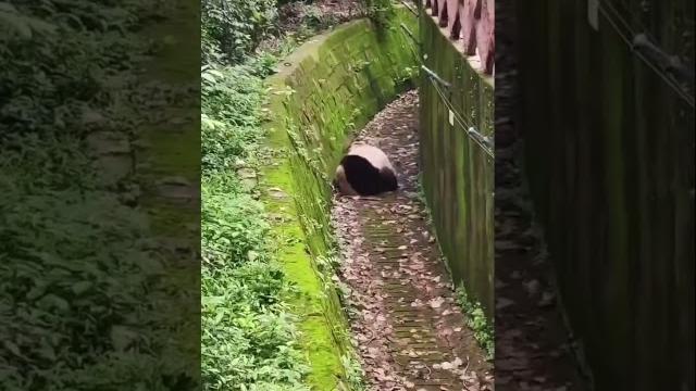 Панда паркурщик #приколы #панда #panda Панда паркурщик #приколы #панда #panda
