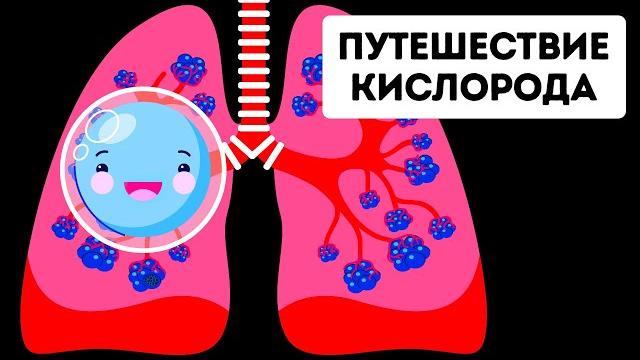 Путешествие кислорода по организму Путешествие кислорода по организму