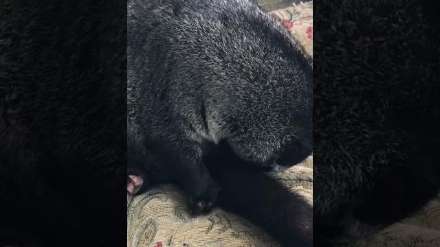 Musang Musang