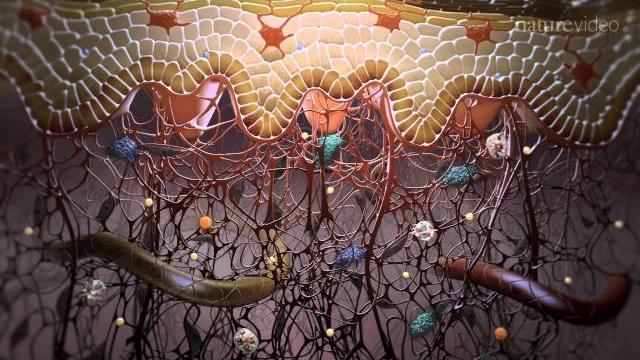 Immunology in the skin Immunology in the skin