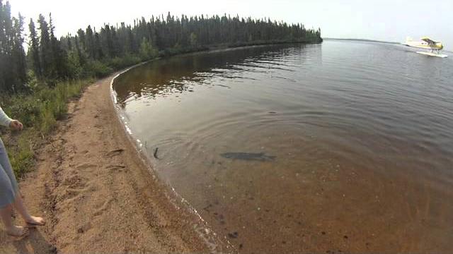 Coolest pike attack ever caught on film!! Coolest pike attack ever caught on film!!