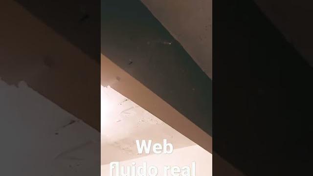 Web fluido real Web fluido real