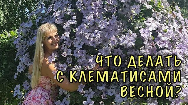 Клематисы завалят цветами! секреты ухода весной Клематисы завалят цветами! секреты ухода весной