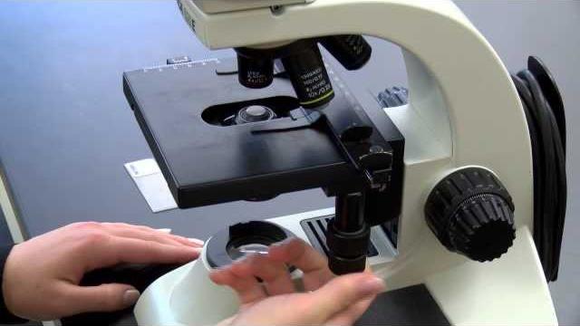 Biology 10 - basic microscope setup and use Biology 10 - basic microscope setup and use