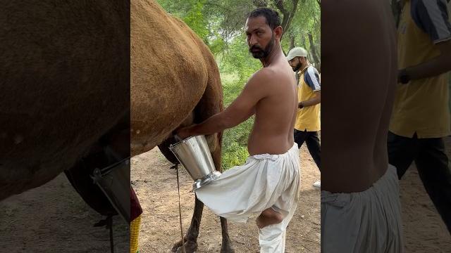 Camels life #villagelife #camel milk#rajasthan @woman routine in desert #india #viral Camels life #villagelife #camel milk#rajasthan @woman routine in desert #india #viral