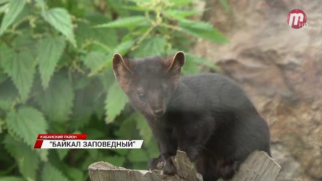 "байкал заповедный" "байкал заповедный"