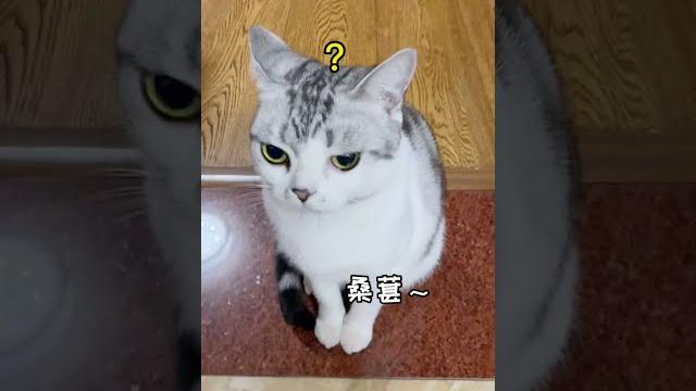 桑葚可不是给吃的就能摸的小猫咪呀! 桑葚可不是给吃的就能摸的小猫咪呀!