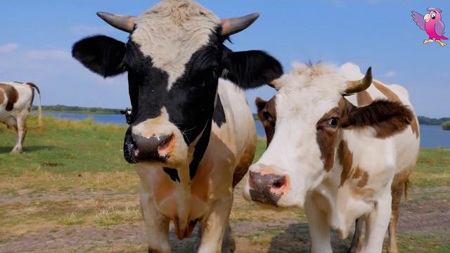 Cow video cows mooing and grazing in a field | cow video Cow video cows mooing and grazing in a field | cow video
