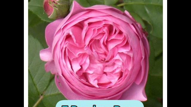 Best 10 rose plant variety in india Best 10 rose plant variety in india