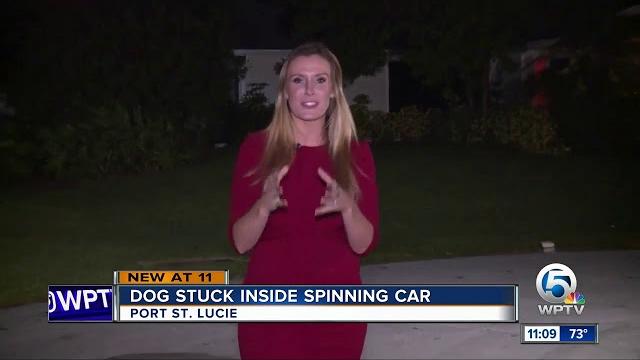 Dog stuck inside spinning car in port st. lucie Dog stuck inside spinning car in port st. lucie
