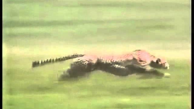 Cheetah speed Cheetah speed
