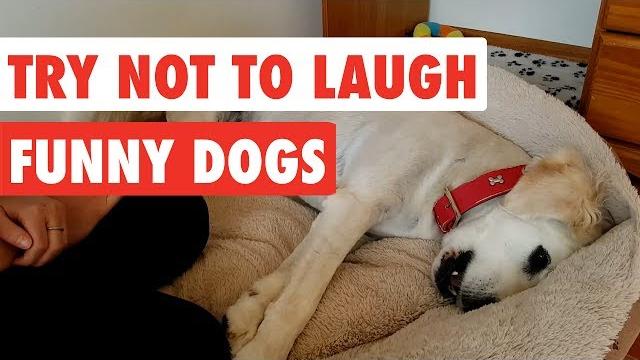 Try not to laugh | funny dog video compilation 2017 Try not to laugh | funny dog video compilation 2017