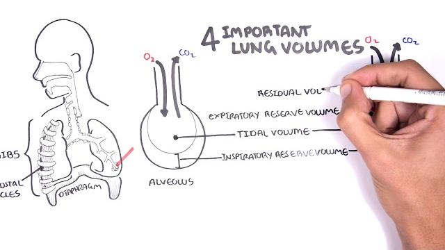 Lung function - lung volumes and capacities Lung function - lung volumes and capacities