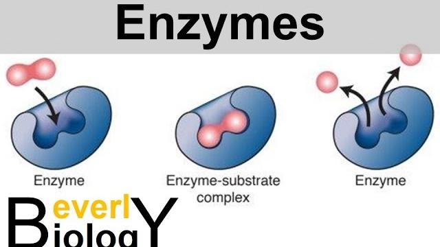 Enzymes and catalysts Enzymes and catalysts