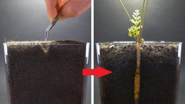 Carrot growing from seed time lapse - 100 days Carrot growing from seed time lapse - 100 days