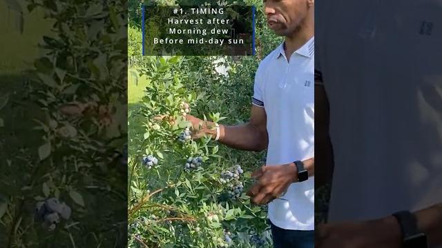 6 blueberry harvesting tips #summeronshorts 6 blueberry harvesting tips #summeronshorts