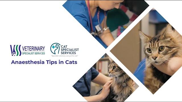 Anaesthesia tips in cats Anaesthesia tips in cats