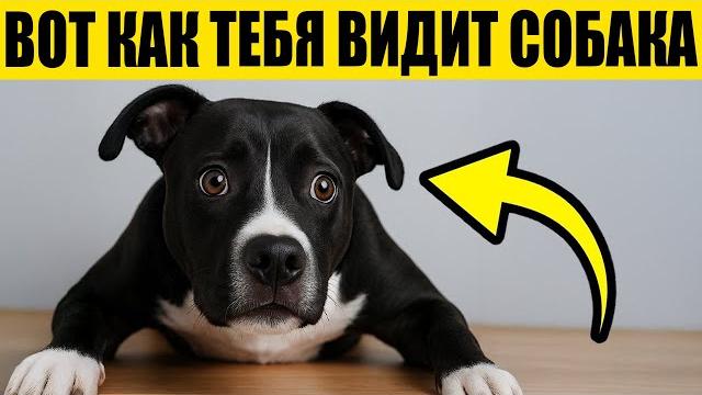 Твоя собака не думает, что ты человек – правда шокирует! Твоя собака не думает, что ты человек – правда шокирует!