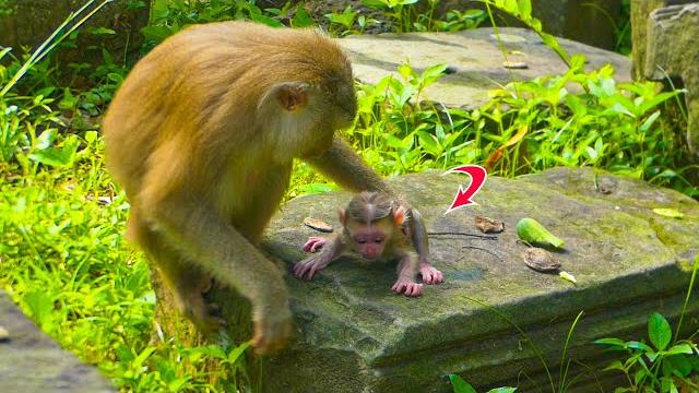 It's really!! newborn baby monkey just was born few hours mama joyce wanna training her walking It's really!! newborn baby monkey just was born few hours mama joyce wanna training her walking